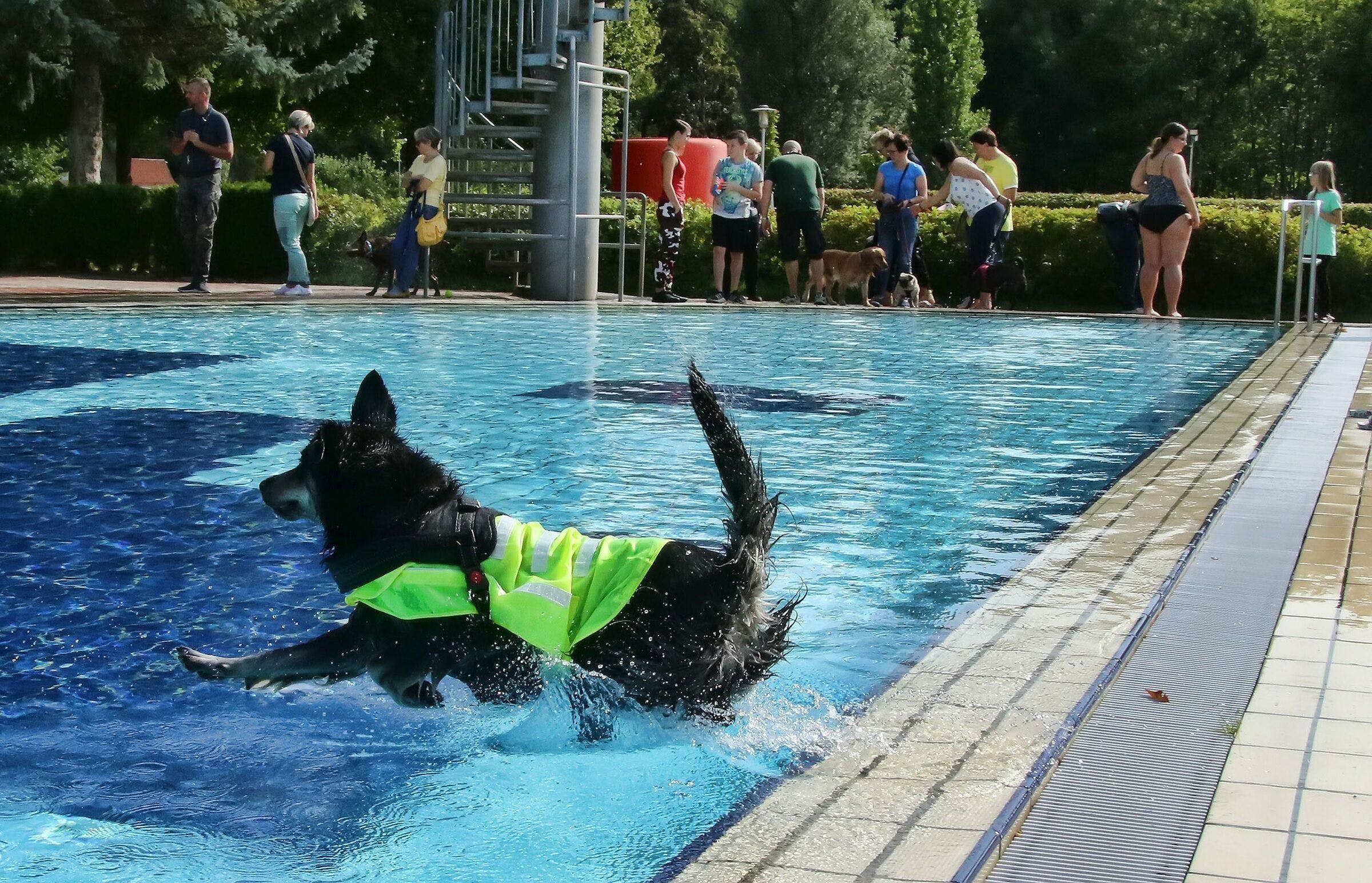 The outdoor pools in the Sangerhäuser region see no need to spend a day bathing the dogs