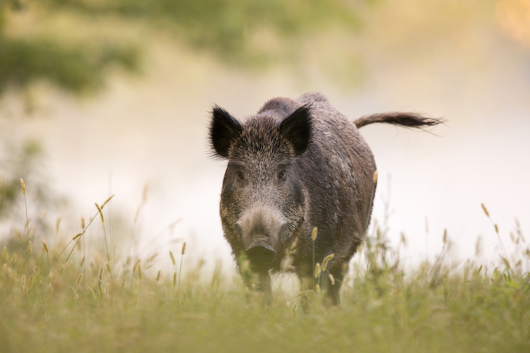 Wild Boar Invasion – AgroNotizie