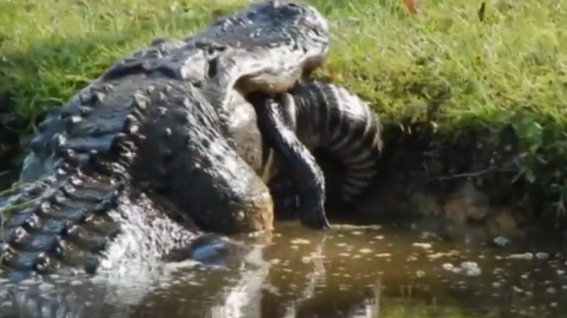   crocodile |  eat another |  viral |  about two meters |  cannibalism |  Video |  miscellaneous

