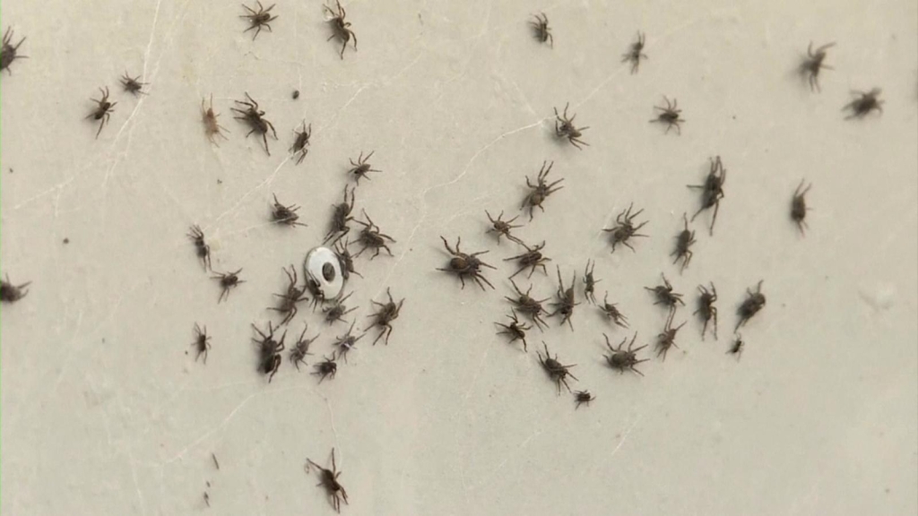 Impressive invasion of spiders in South Australia