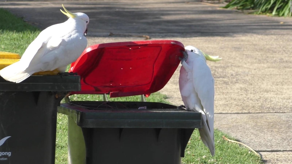 These Australian cockatoos have learned to eat each other