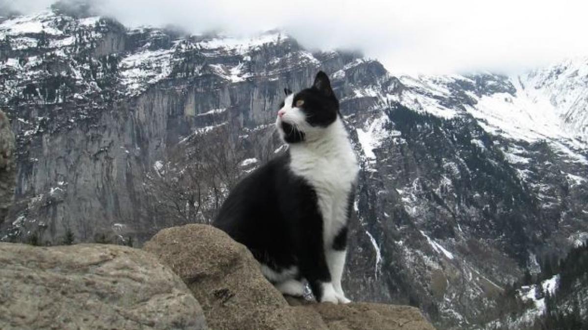 A tourist gets lost on a mountain in Switzerland and is saved by a cat by directing him to his hostel