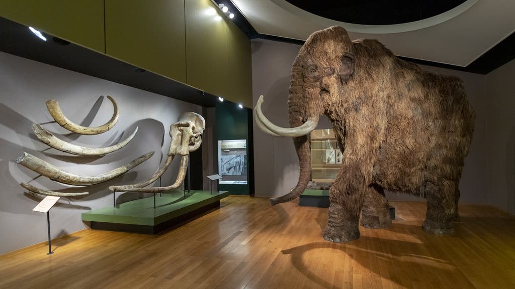 Mammoths died as a result of climate change