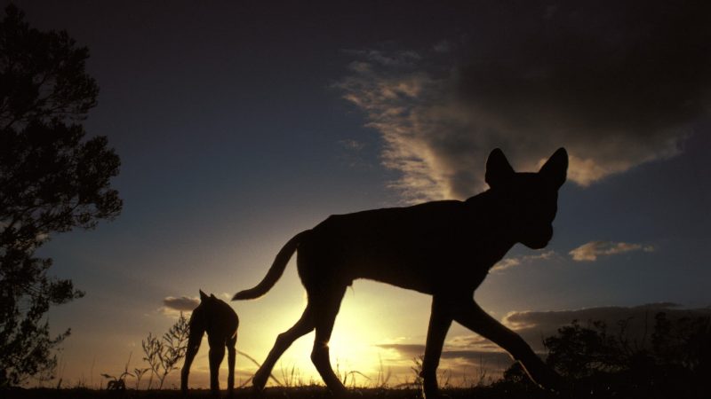 Australia: The Mysterious Dingo - Science Spectrum

