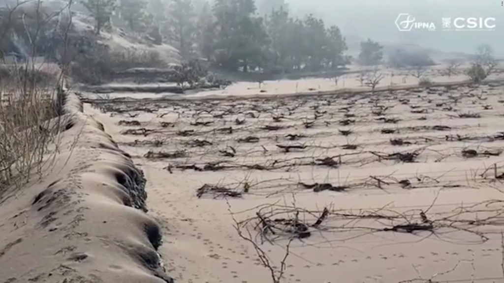 The vineyards of La Palma were damaged by ash from the volcano