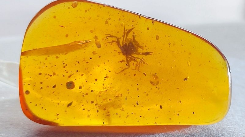 How the crab became a wild animal: Fossil amber offers new clues

