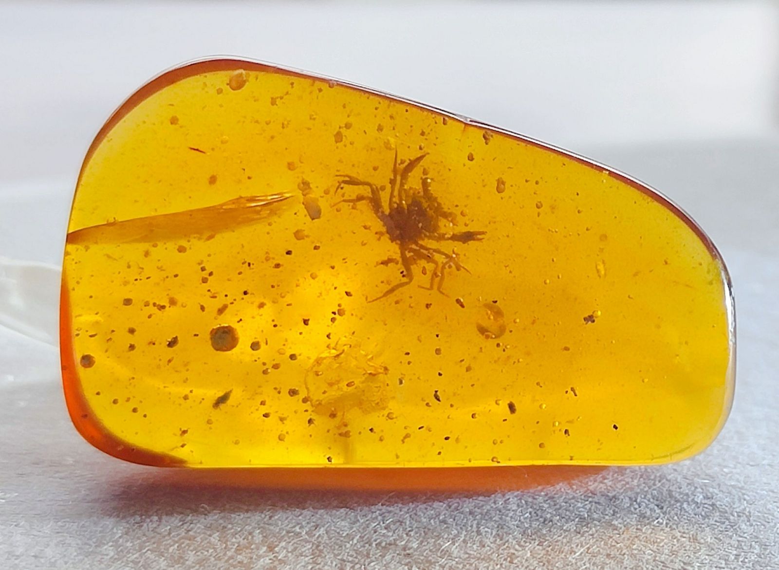 How the crab became a wild animal: Fossil amber offers new clues
