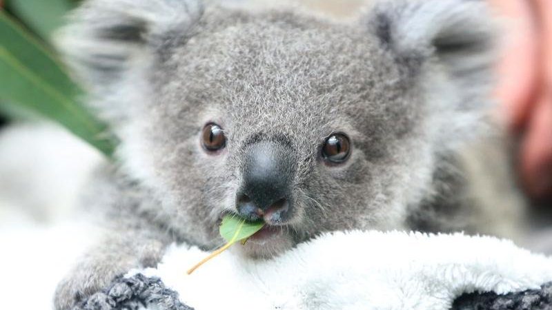   The number of koalas in Australia is declining rapidly |  free press

