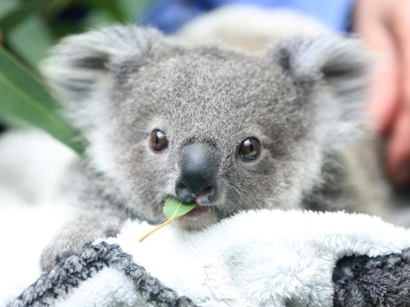 The number of koalas in Australia is declining rapidly |  free press