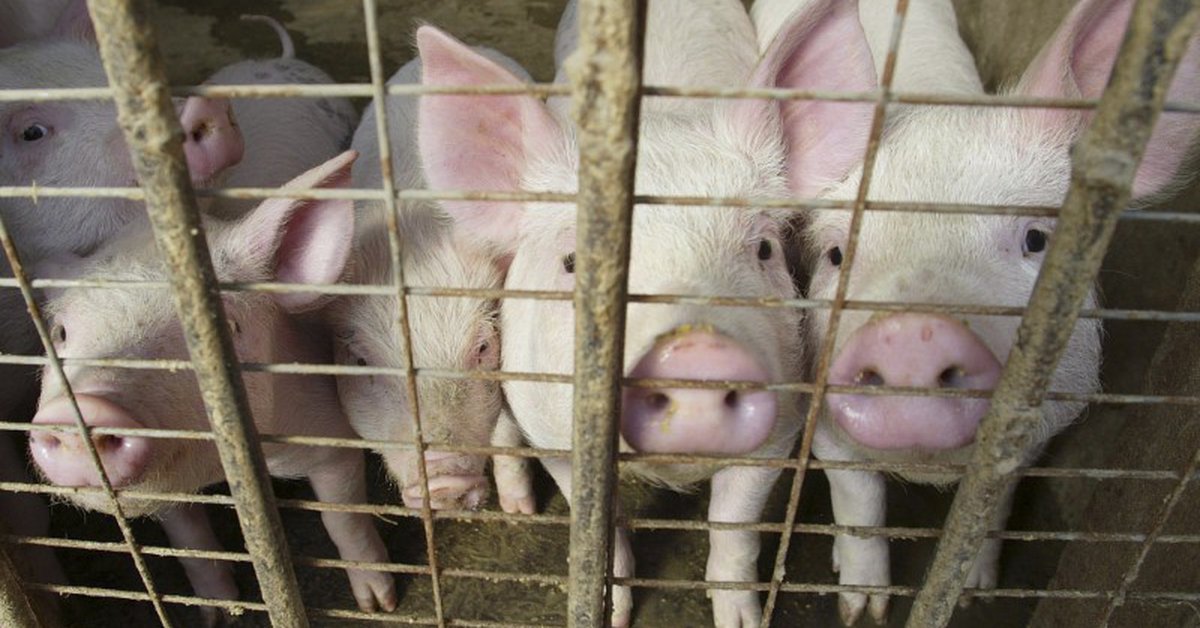 UK supply problems: A farmer had to slaughter hundreds of pigs due to a shortage of butchers