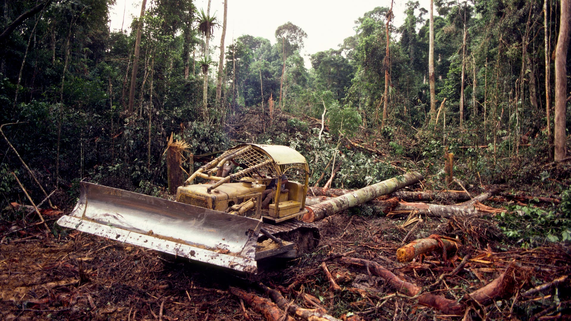 COP26 Climate Conference: Deforestation must end