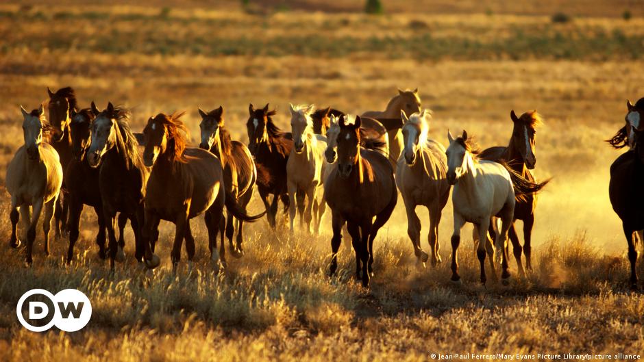 Australia plans to cull more than 10,000 wild horses, but scientists say it’s not enough |  Science and Ecology |  DW