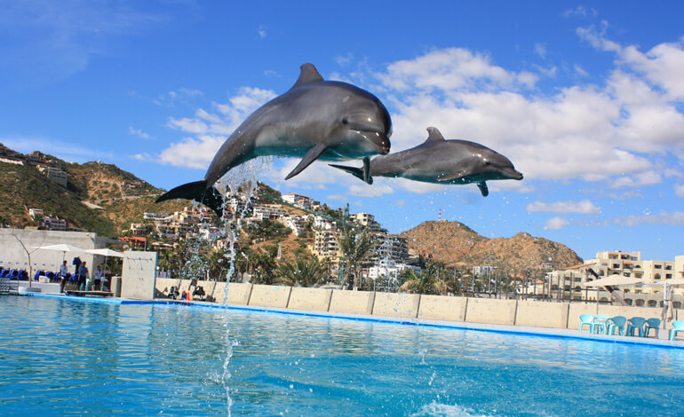 Expedia also said to stop selling dolphin tickets