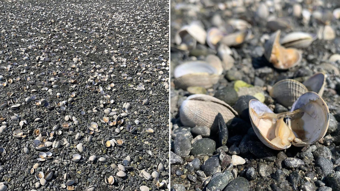 Severe heat wave in the United States is causing hundreds of shellfish to be cooked on the beach (PHOTOS)