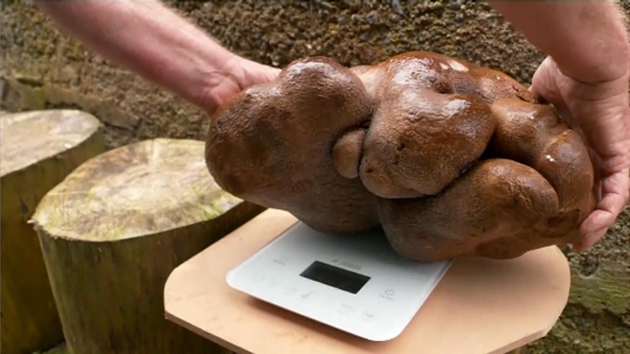 New Zealanders find huge potatoes and call them a dog