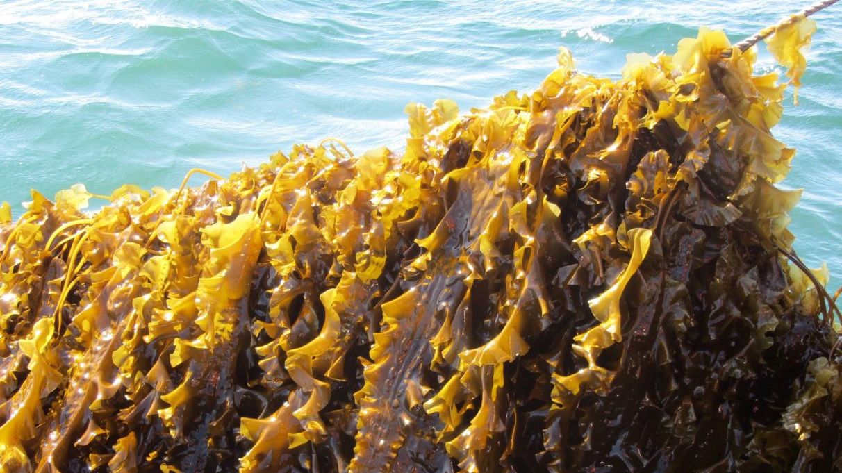 Seaweed reduces methane emissions from animal husbandry
