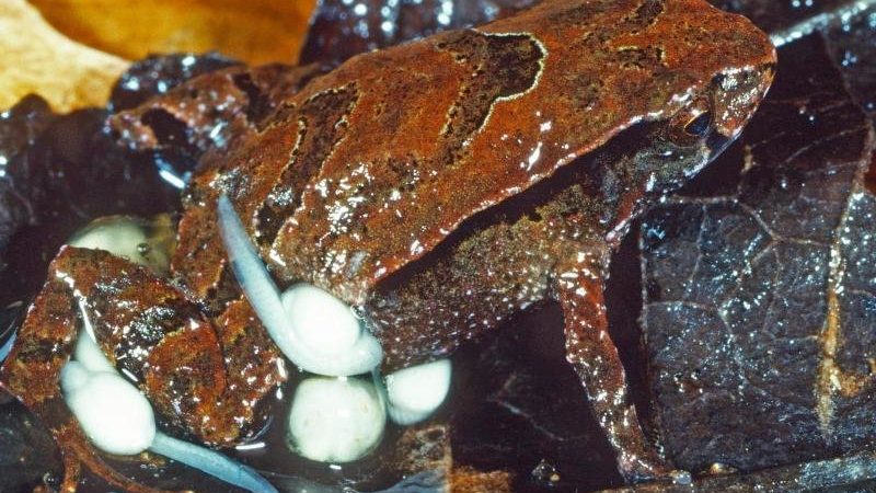   Small species of frogs discovered in Australia |  free press

