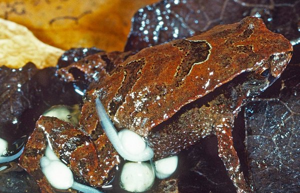 Small species of frogs have been discovered in Australia