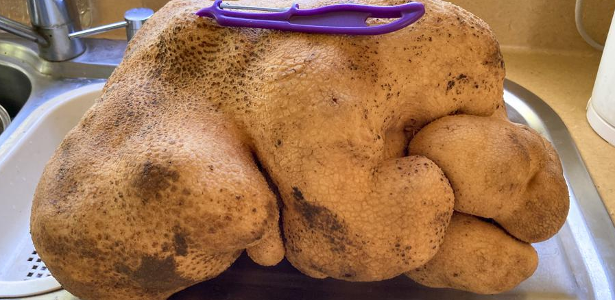 The giant and exotic potatoes the couple harvest could be the largest in the world