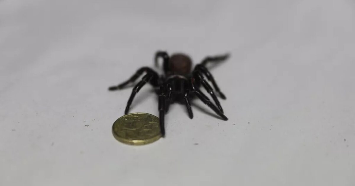 They found a “huge spider” in Australia, its fangs piercing nails