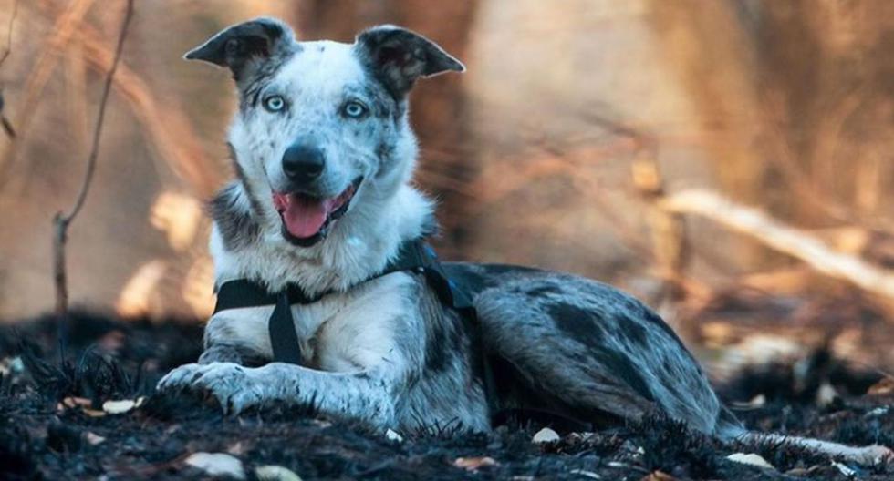 Viral story |  Bear, the dog that saved more than 100 koalas during fires in Australia |  Stories |  directions |  social networks |  Instagram |  Facebook |  nnda nnrt |  the answers
