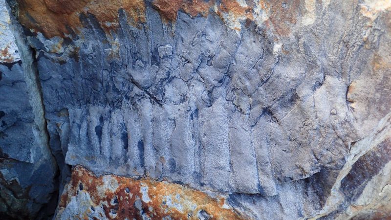 Fossils: a car-sized millipede made Europe unsafe

