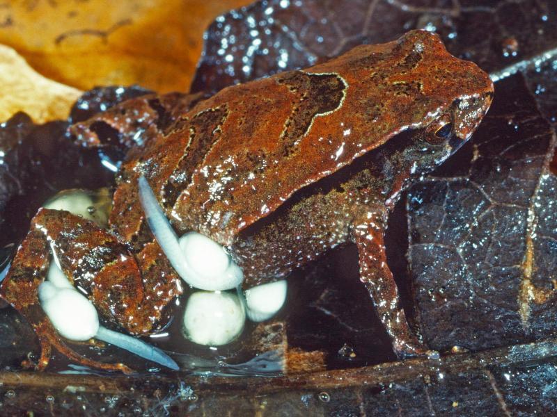 Small species of frogs discovered in Australia