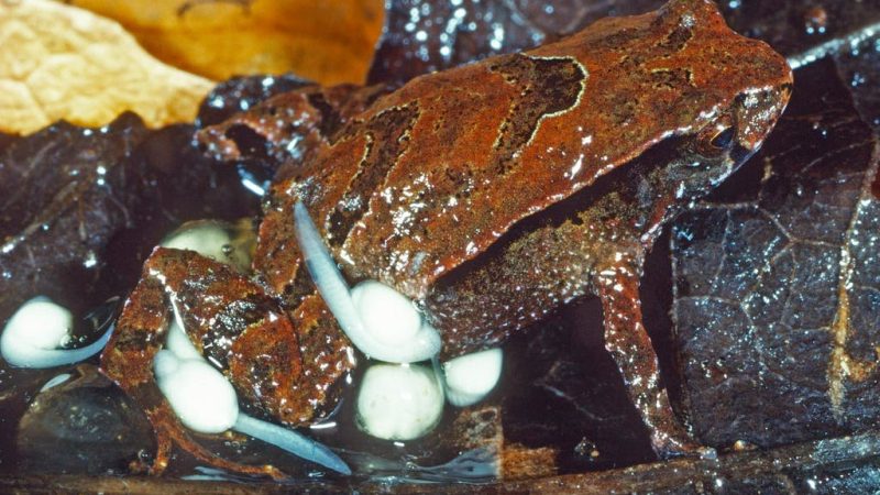 Small species of frogs have been discovered in Australia

