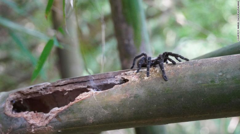 A new species of tarantula has been discovered thanks to a YouTuber

