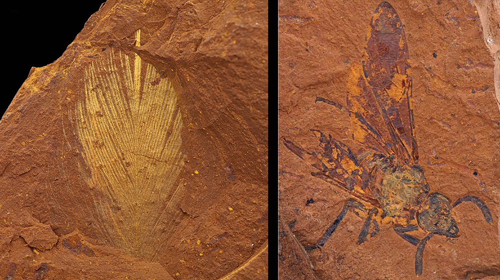 Australia: Fossil forest teeming with life – Rich fossil deposits provide unique insight into the living environment 15 million years ago