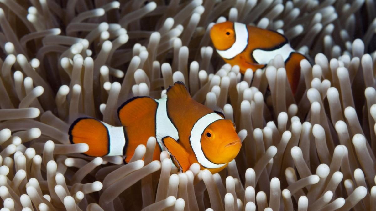 The Great Barrier Reef: Why Scientists Are Criticizing Government Plans