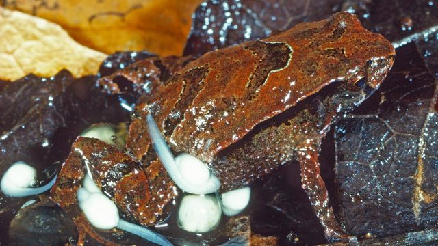 Small species of frogs have been discovered in Australia
