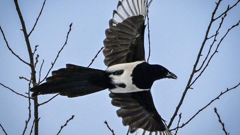 Magpies trick bird tracker

