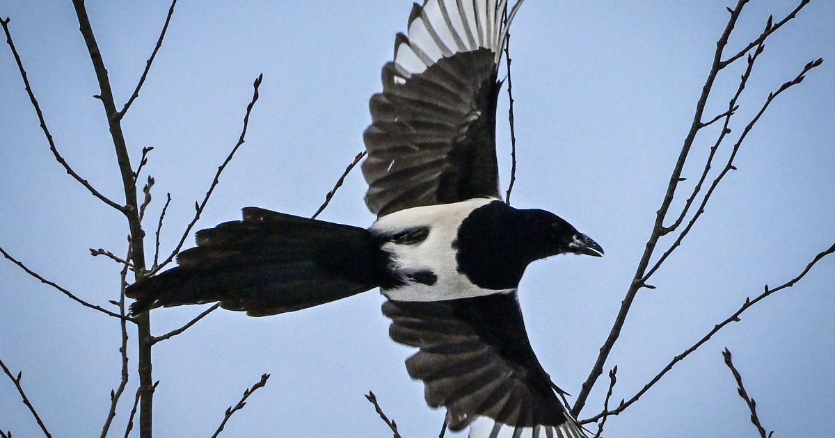Magpies trick bird tracker