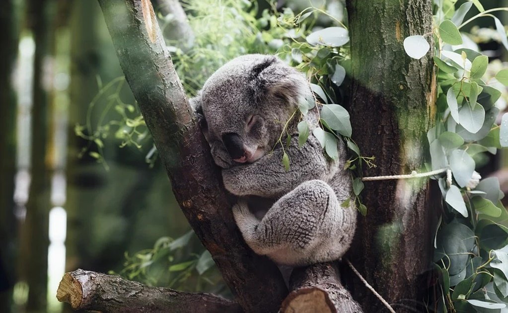 Australia declares koalas an endangered species