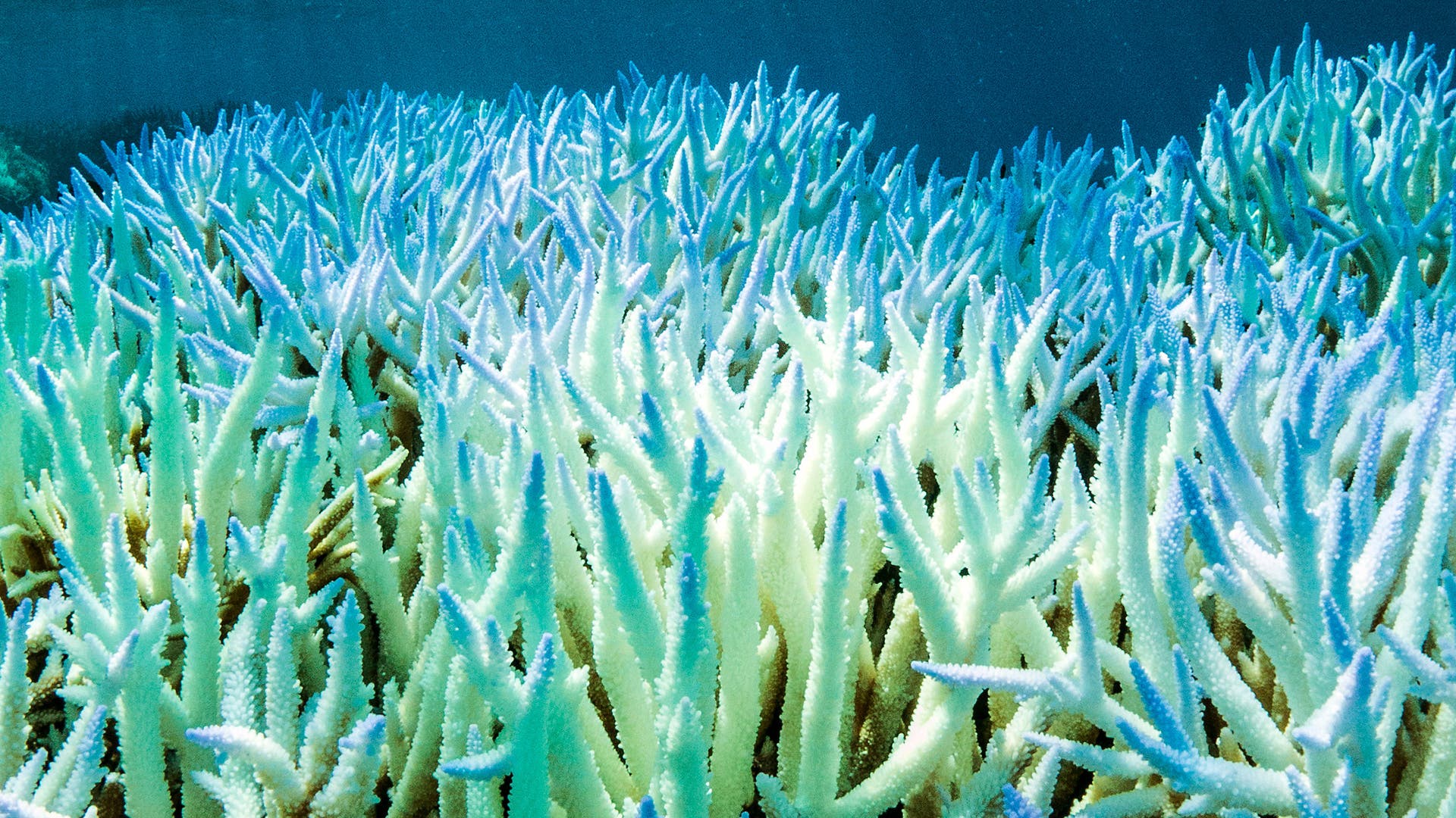 Great Barrier Reef: Coral reefs threatened by bleaching again