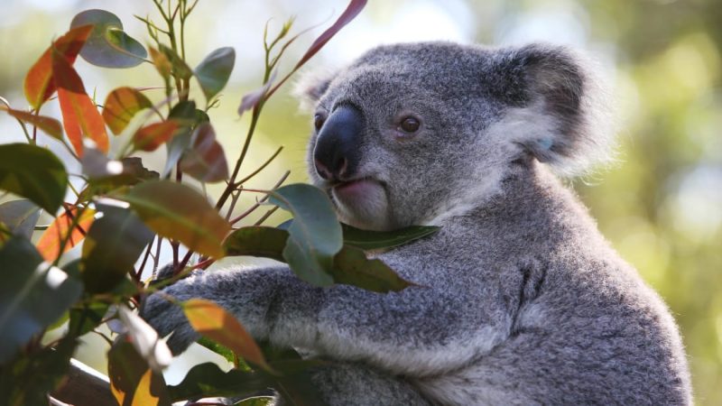 Koalas are now threatened with extinction in two Australian states

