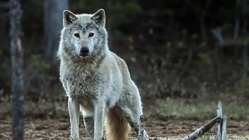  Science.  The norwegian wolf became extinct and the current wolf came from Finland

