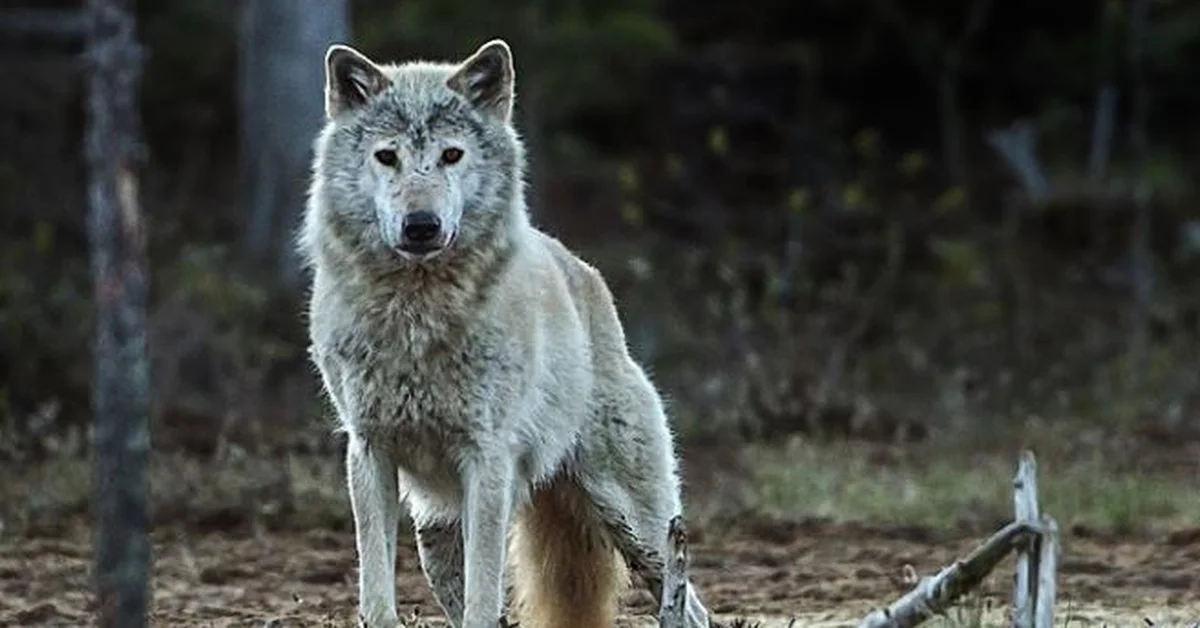 Science.  The norwegian wolf became extinct and the current wolf came from Finland