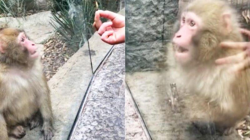  Watch the viral video |  A monkey reacts strangely after seeing an impressive magic trick in the zoo |  directions |  tik tok |  social networks |  tik tok |  Mexico |  MX |  nnda nnrt |  Mexico

