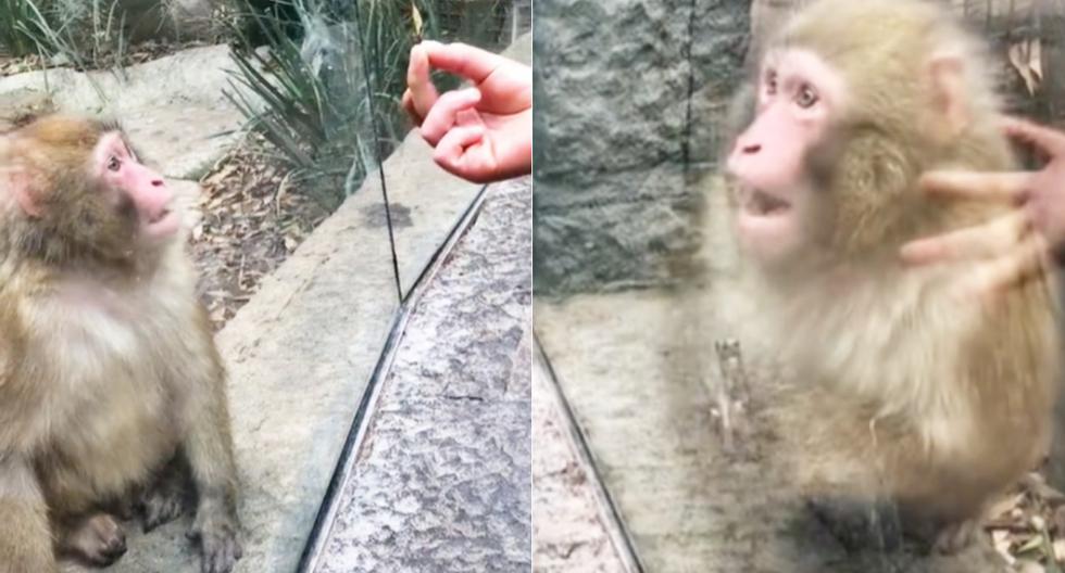 Watch the viral video |  A monkey reacts strangely after seeing an impressive magic trick in the zoo |  directions |  tik tok |  social networks |  tik tok |  Mexico |  MX |  nnda nnrt |  Mexico