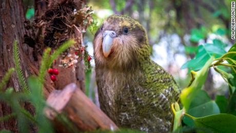 Can save kakapo, New Zealand beautiful, funny & # 39; parrot?