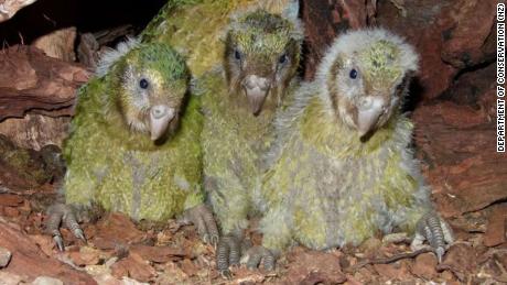 Only 147 of the worst parrots in the world were alive - and then there was the baby boom