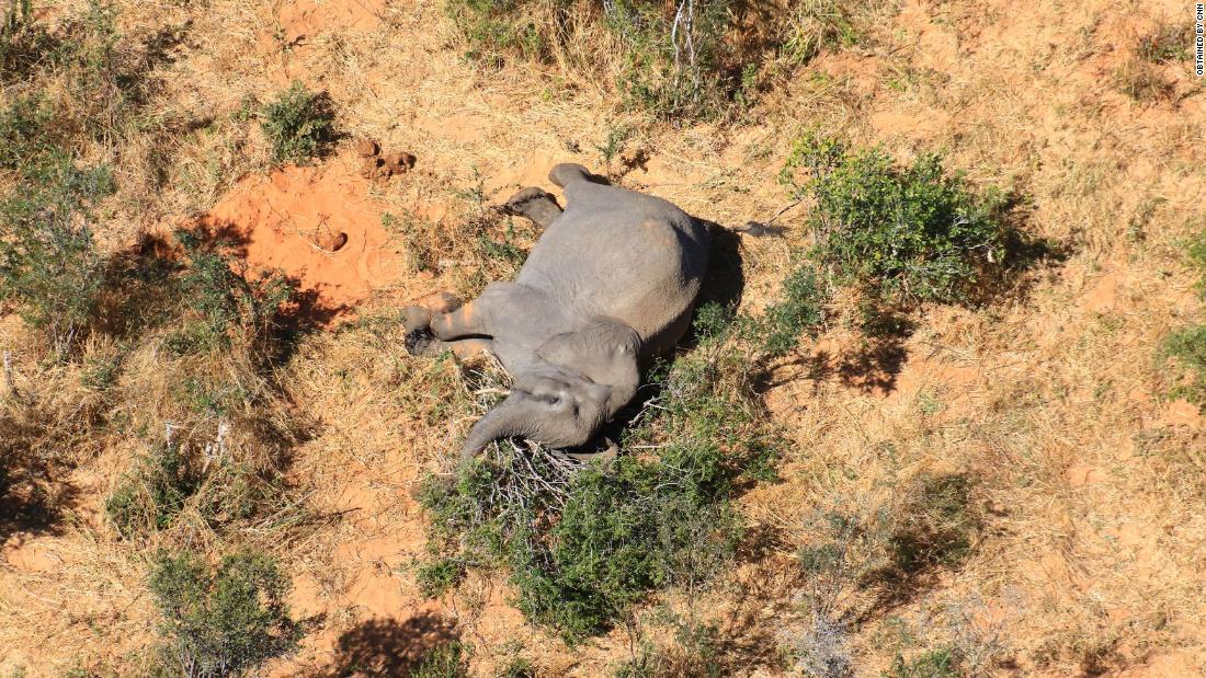 Botswana: More than 360 elephants die from mysterious causes