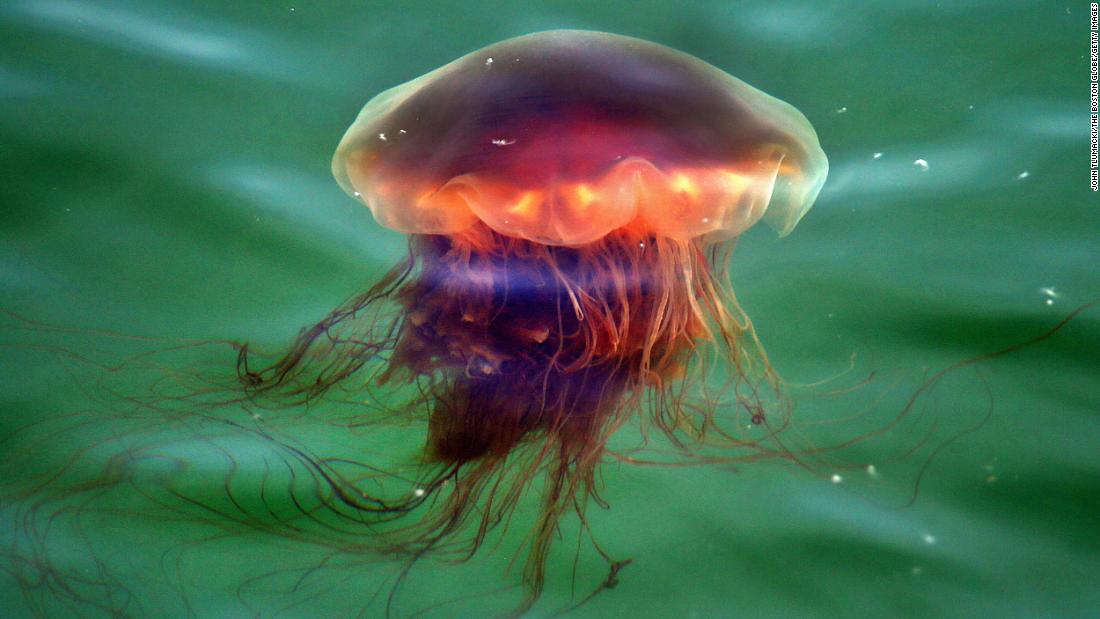 Jellyfish the size of a dinner plate greet visitors to northeastern beaches this weekend, July 4th
