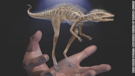 Meet the &#39;tiny bug slayer,&#39; an ancient relative of giant dinosaurs