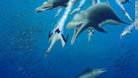 An extinct giant dolphin behaved like a killer whale, study finds