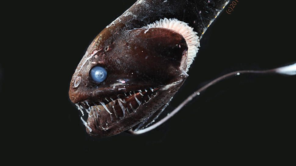 Ultra-black nightmare fish expose tricks of deep-ocean camouflage