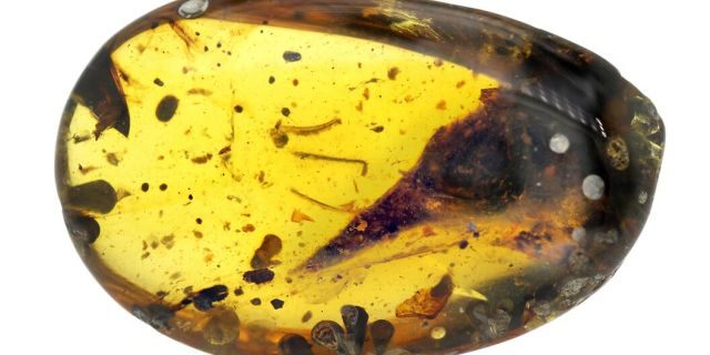 A seemingly mature skull specimen preserved in Burmese amber reveals a new species, Oculudentavis khaungraae, that could represent the smallest known Mesozoic dinosaur in the fossil record. Credit: Xing Lida