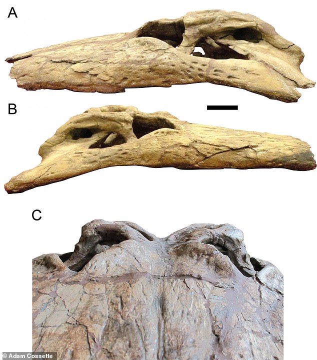 The remains suggest these creatures had a long, broad snout, with an inflated area around the nose, which has not been seen in any other crocodilian – neither living nor extinct